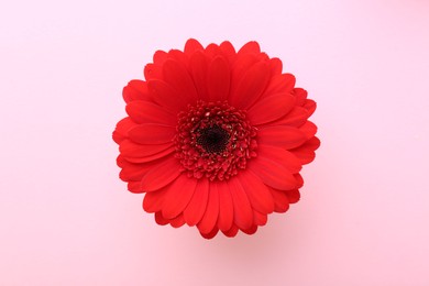 Photo of Beautiful red gerbera flower on pink background, top view