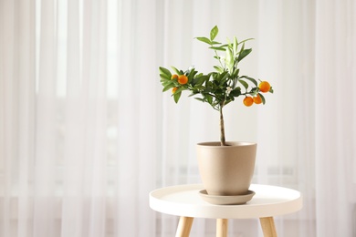 Photo of Potted citrus tree on table near window indoors. Space for text