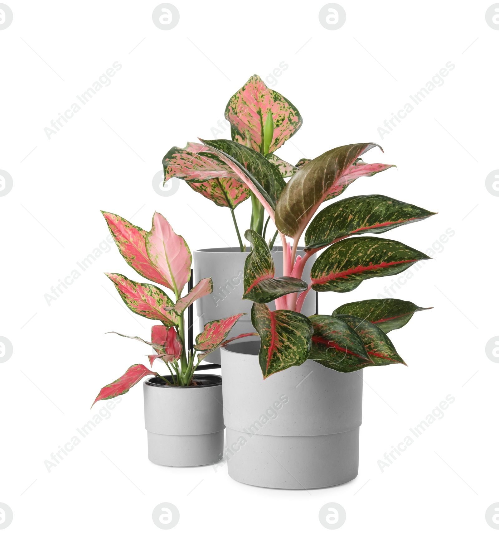 Photo of Beautiful Aglaonema plants in flowerpots isolated on white. House decor