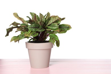 Photo of Sorrel plant in pot on pink wooden table against white background