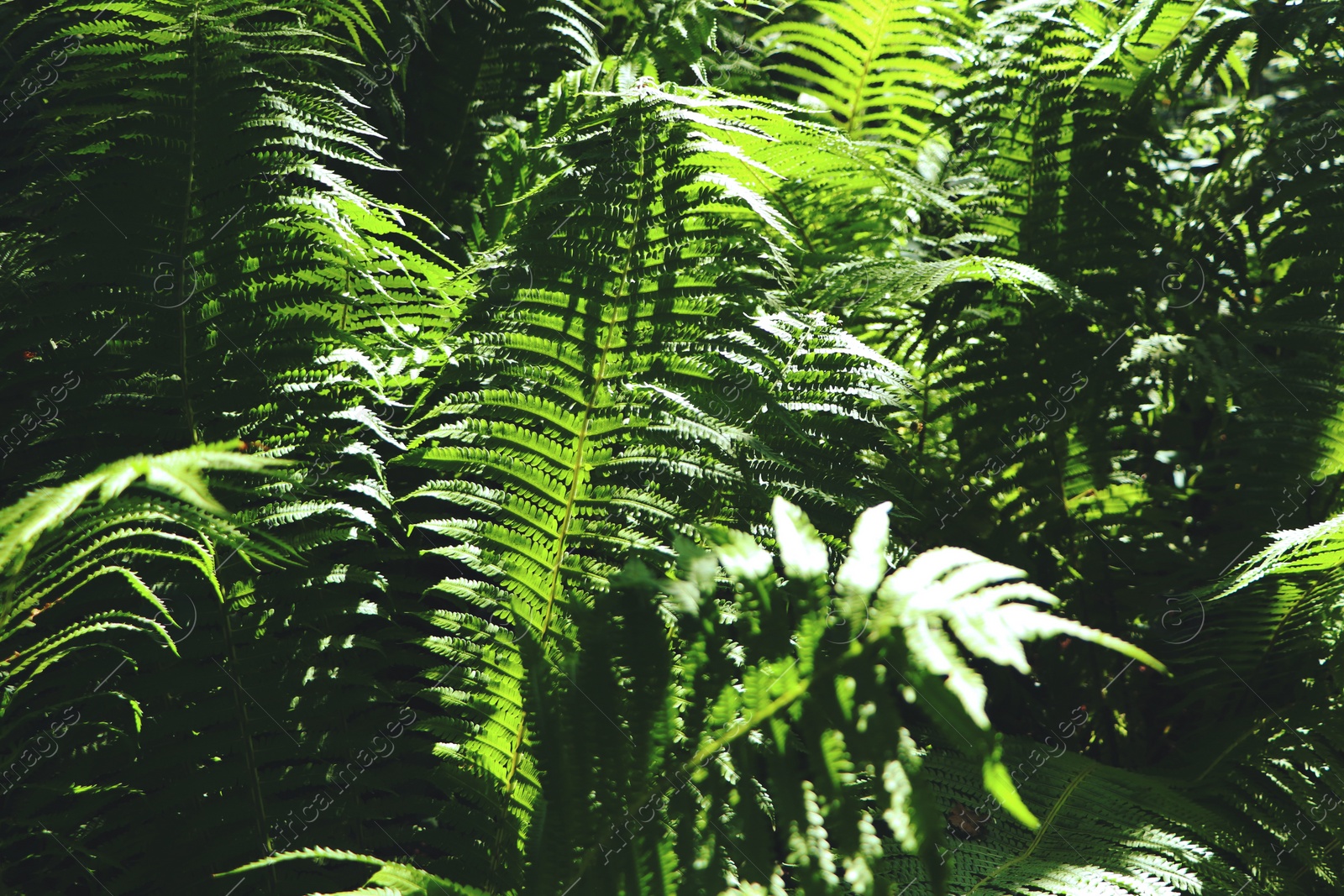 Photo of Beautiful fern with lush green leaves growing outdoors