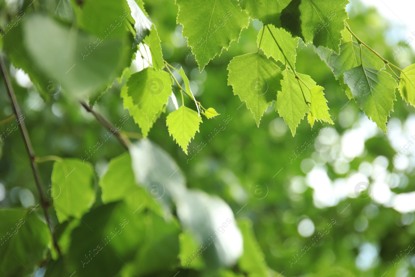 Photo of Closeup view of birch with fresh young green leaves  outdoors on spring day