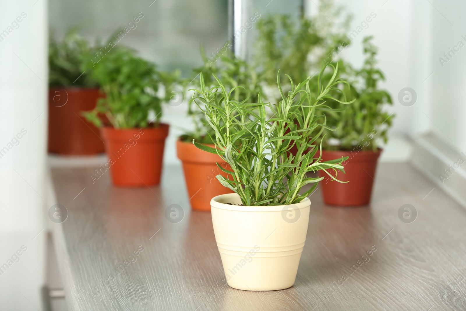 Photo of Pots with fresh rosemary on table near window