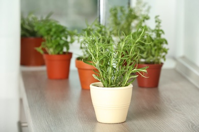 Photo of Pots with fresh rosemary on table near window