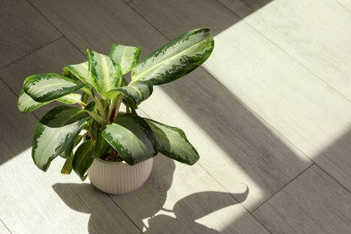 Photo of Beautiful green houseplant casting shadow on wooden floor indoors. Space for text