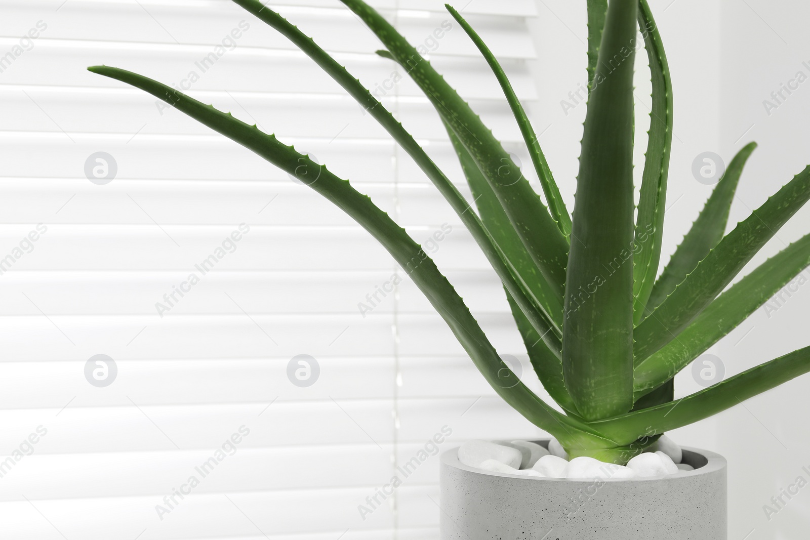 Photo of Beautiful potted aloe vera plant indoors, space for text