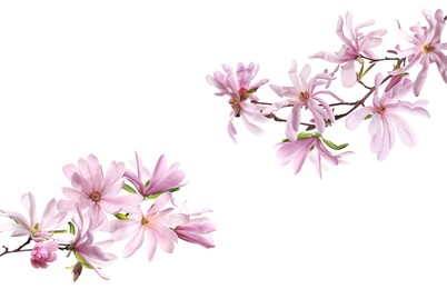 Beautiful pink magnolia flowers on white background