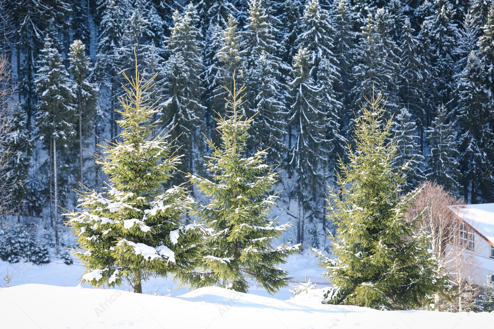 Photo of Beautiful view of conifer forest on snowy winter day