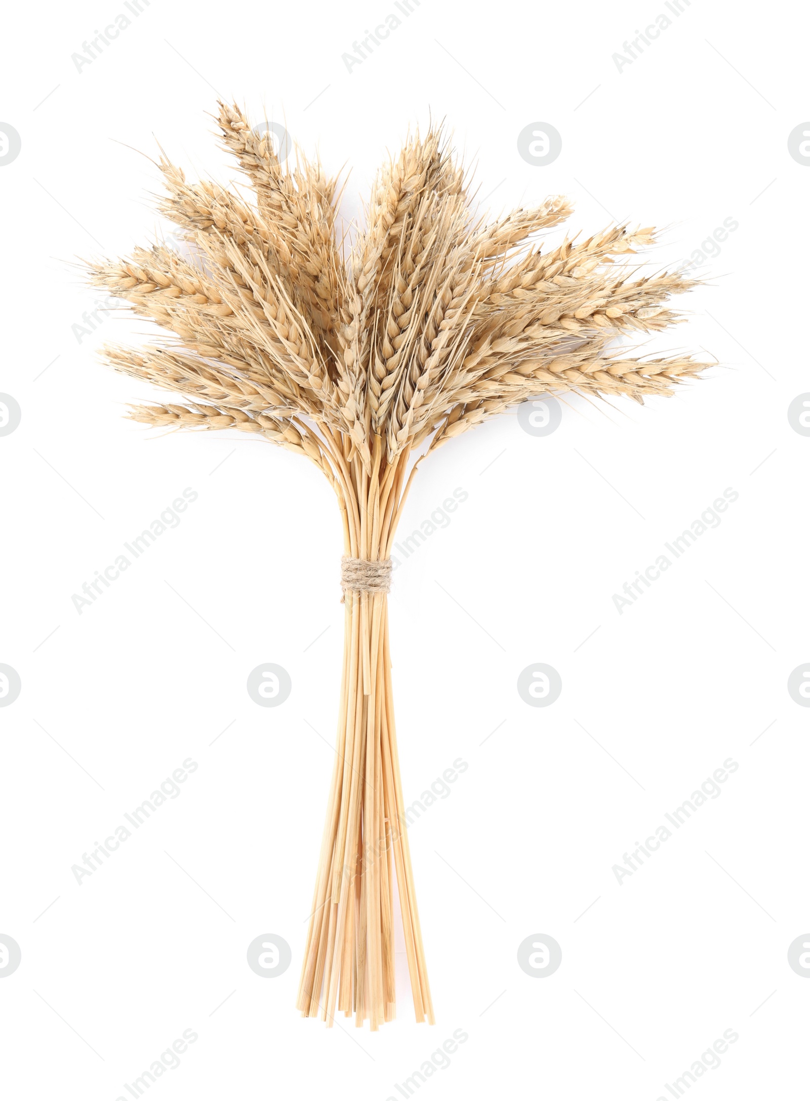 Photo of Ears of wheat on white background. Cereal plant