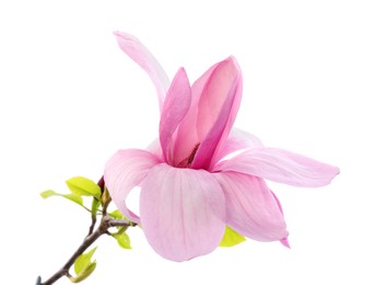 Photo of Beautiful pink magnolia flower isolated on white