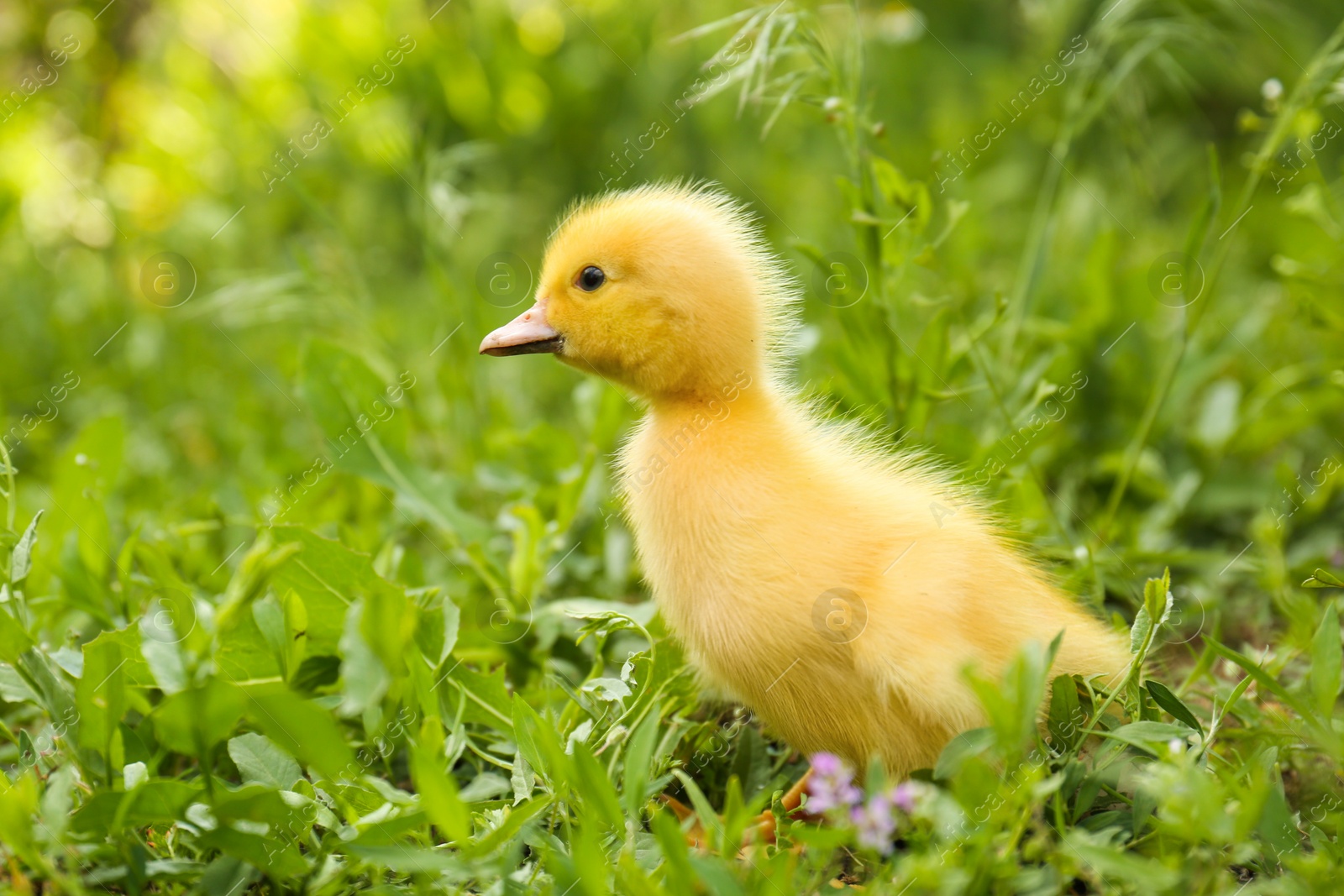 Photo of Cute fluffy duckling on green grass outdoors. Baby animal