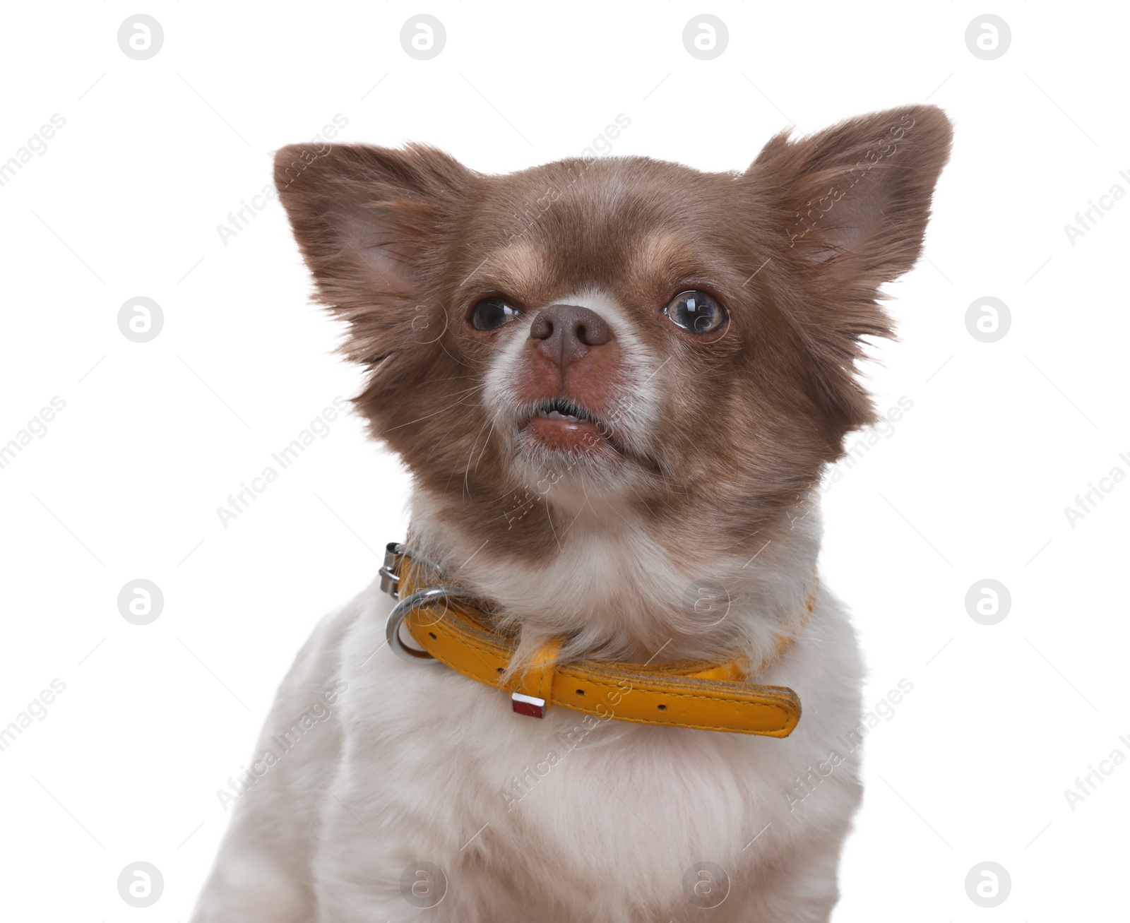 Photo of Adorable Chihuahua in dog collar on white background