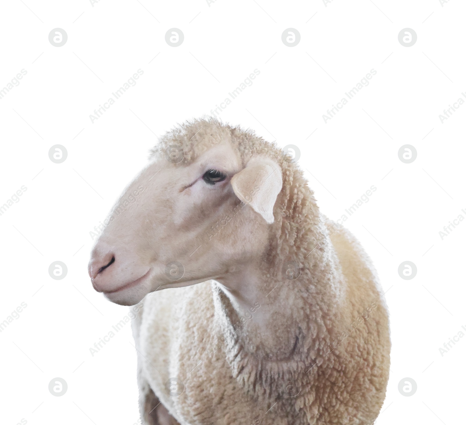 Image of Cute sheep isolated on white. Farm animal