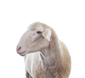 Image of Cute sheep isolated on white. Farm animal