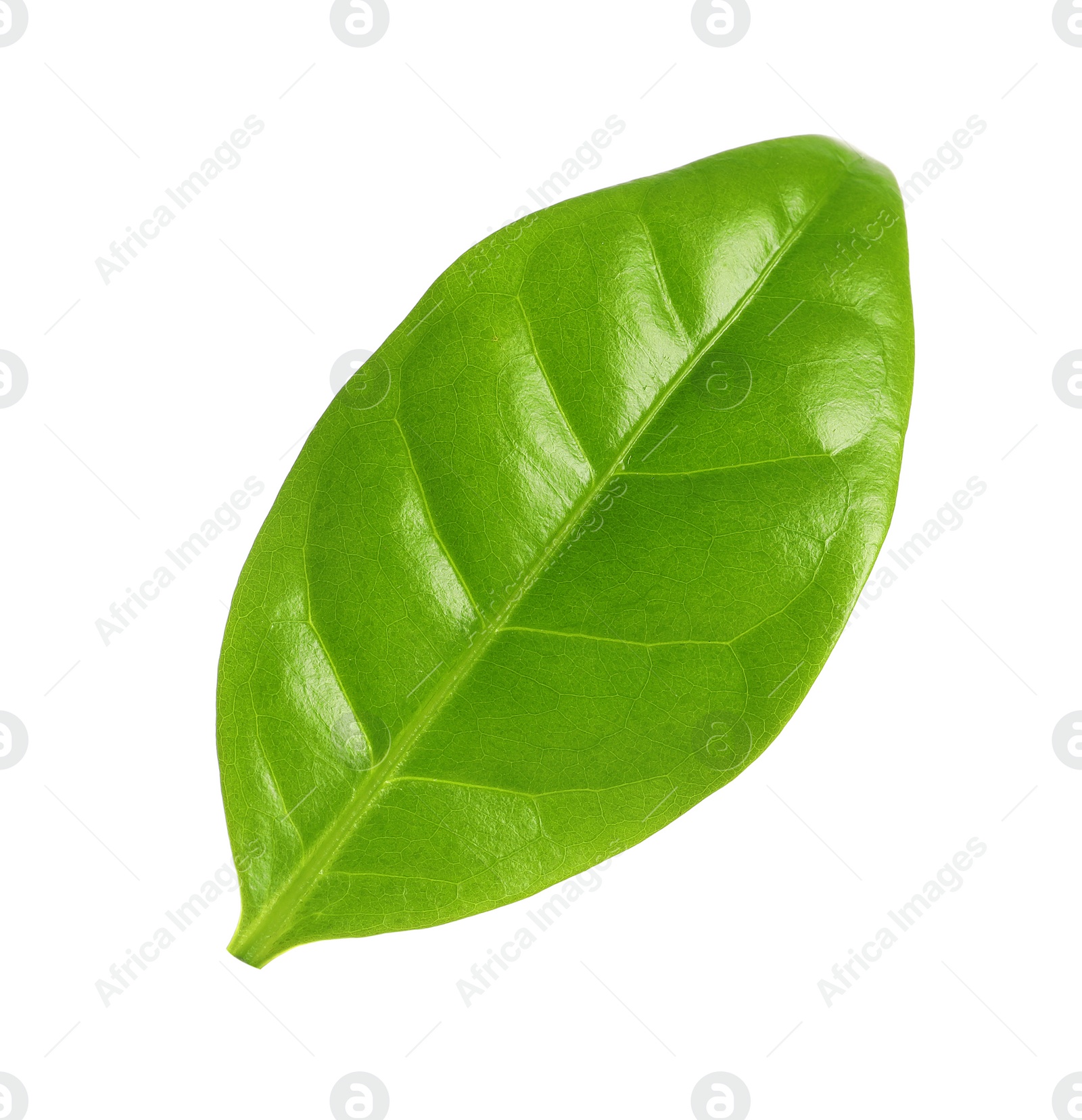 Photo of Fresh green coffee leaf isolated on white