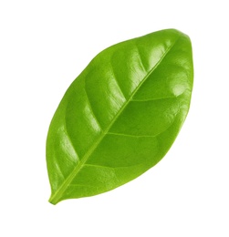 Photo of Fresh green coffee leaf isolated on white