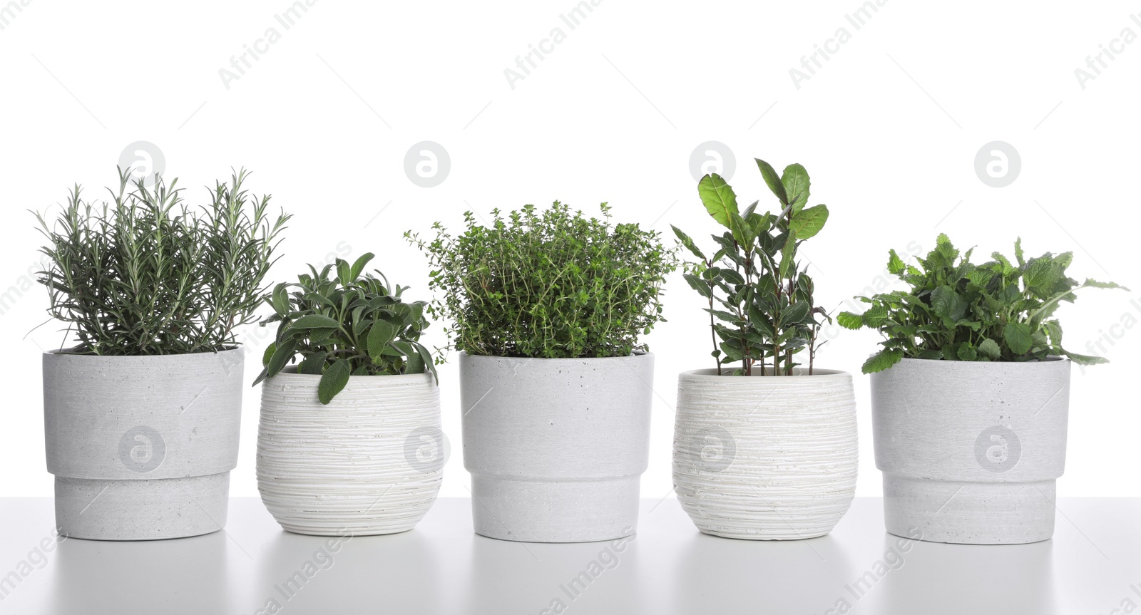 Photo of Pots with thyme, bay, sage, mint and rosemary on white background