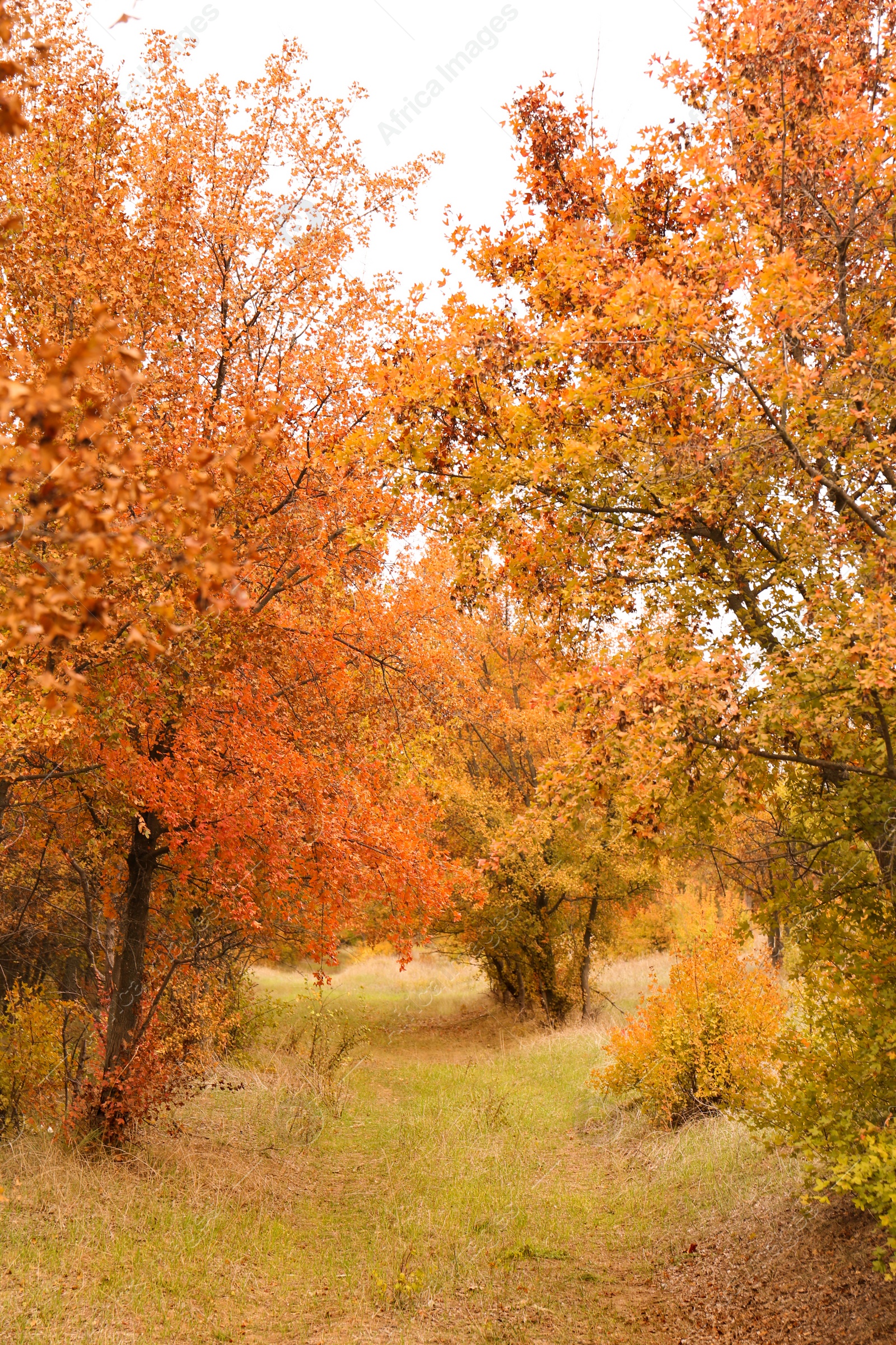 Photo of Beautiful view of park with trees on autumn day