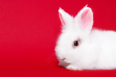 Photo of Fluffy white rabbit on red background, space for text. Cute pet