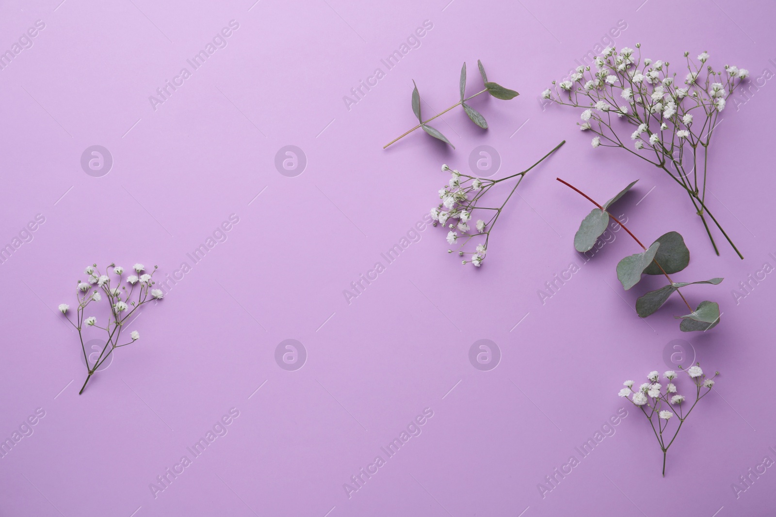 Photo of Beautiful floral composition with gypsophila and eucalyptus twigs on violet background,  flat lay. Space for text