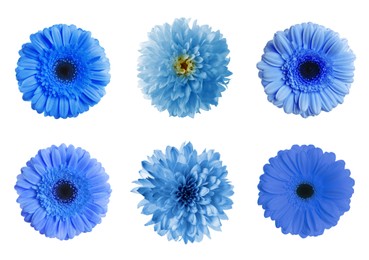 Image of Set with different beautiful blue flowers on white background