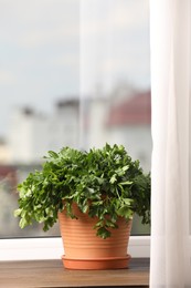 Photo of Aromatic parsley growing in pot on window sill. Space for text