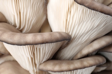 Photo of Delicious organic oyster mushrooms as background, closeup