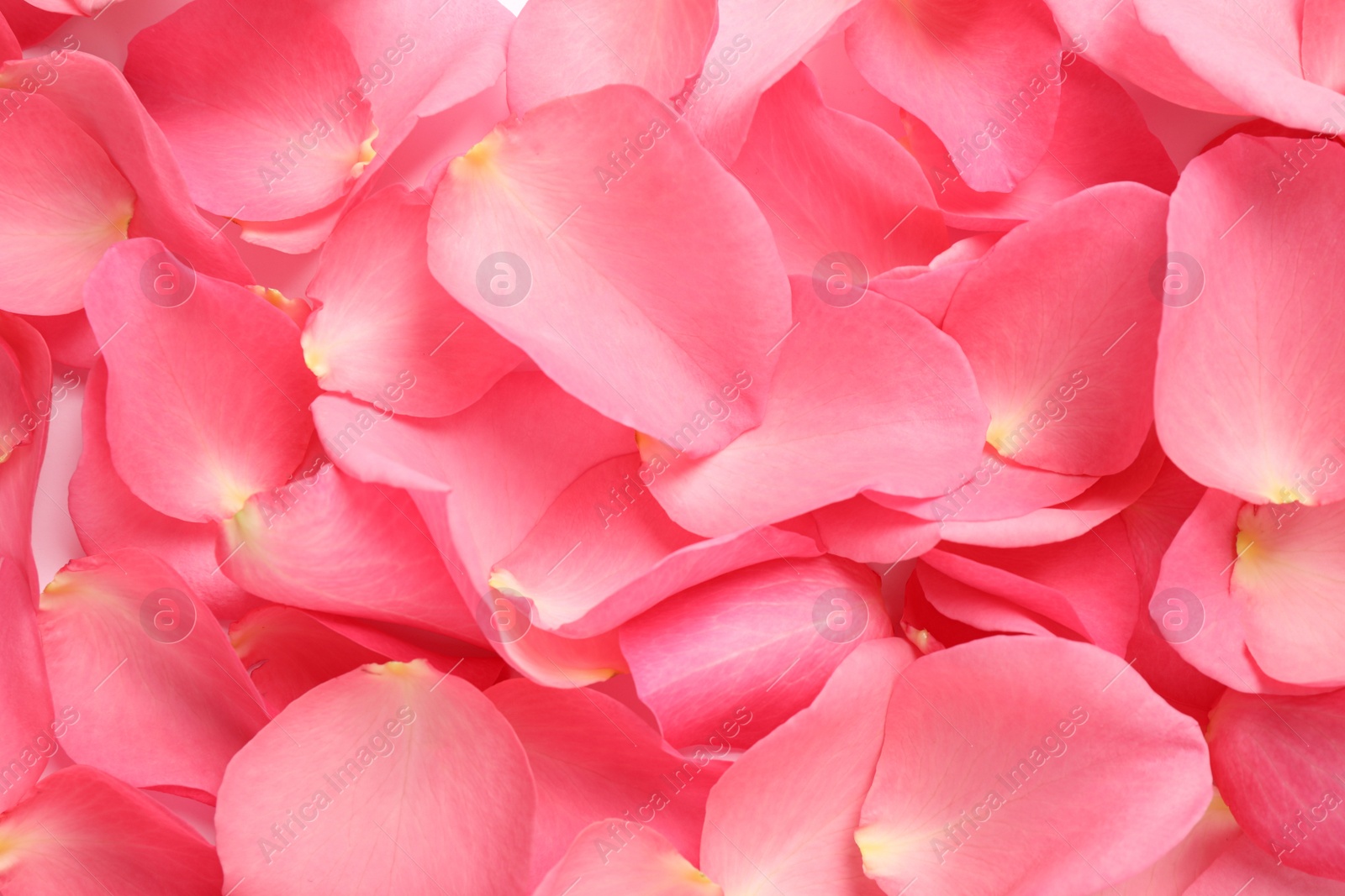 Photo of Fresh pink rose petals as background, closeup