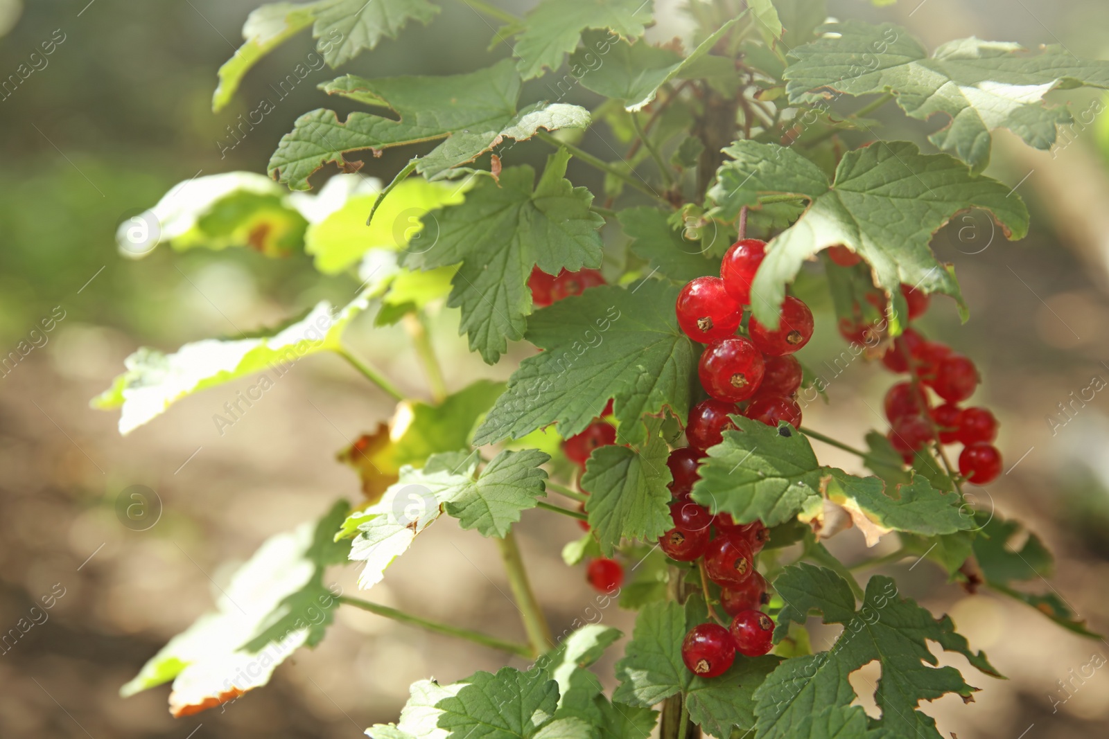 Photo of Red currant berries on bush in garden