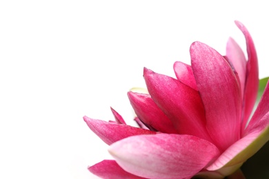 Beautiful blooming lotus flower on white background, closeup