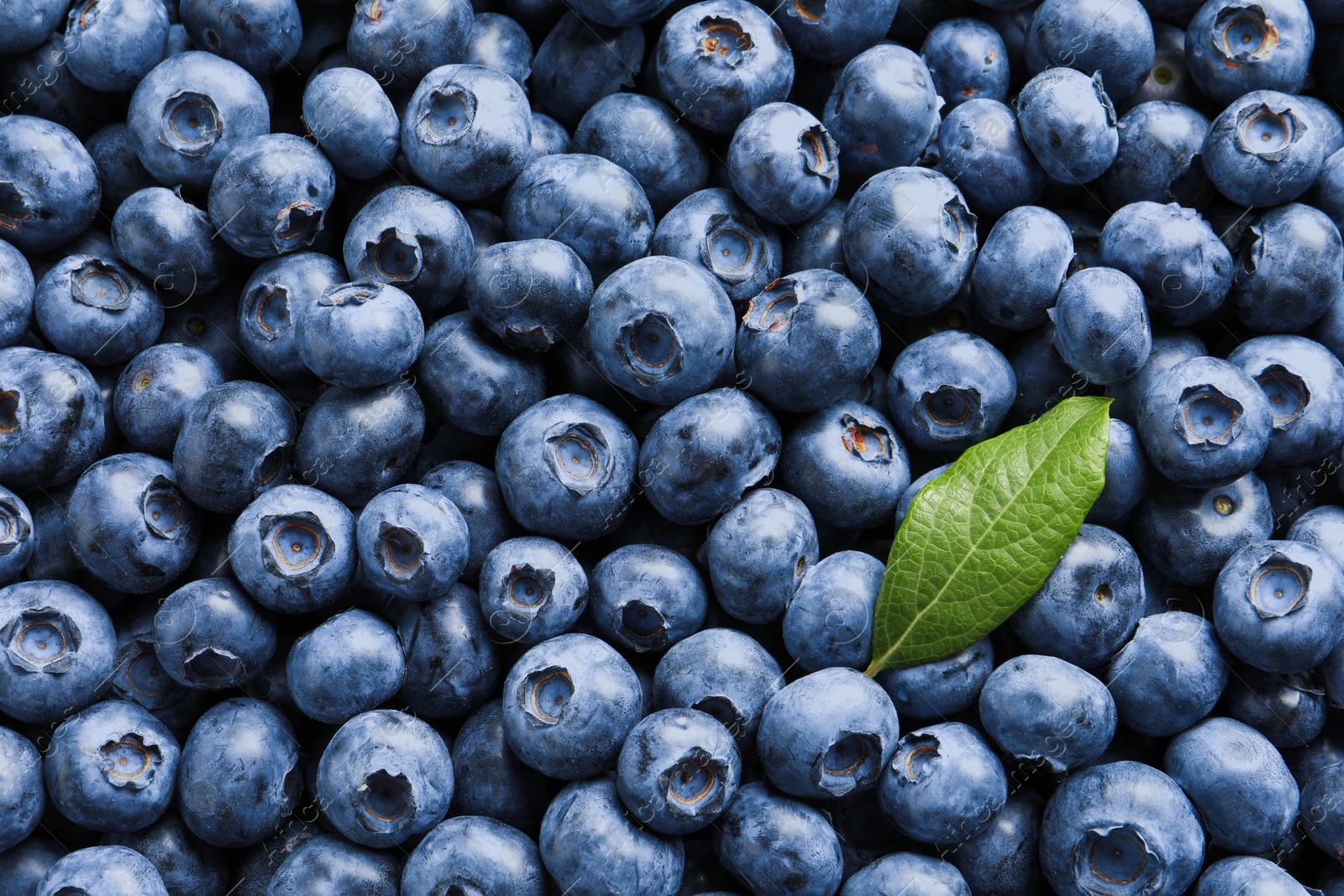 Photo of Tasty fresh blueberries with green leaf as background, top view