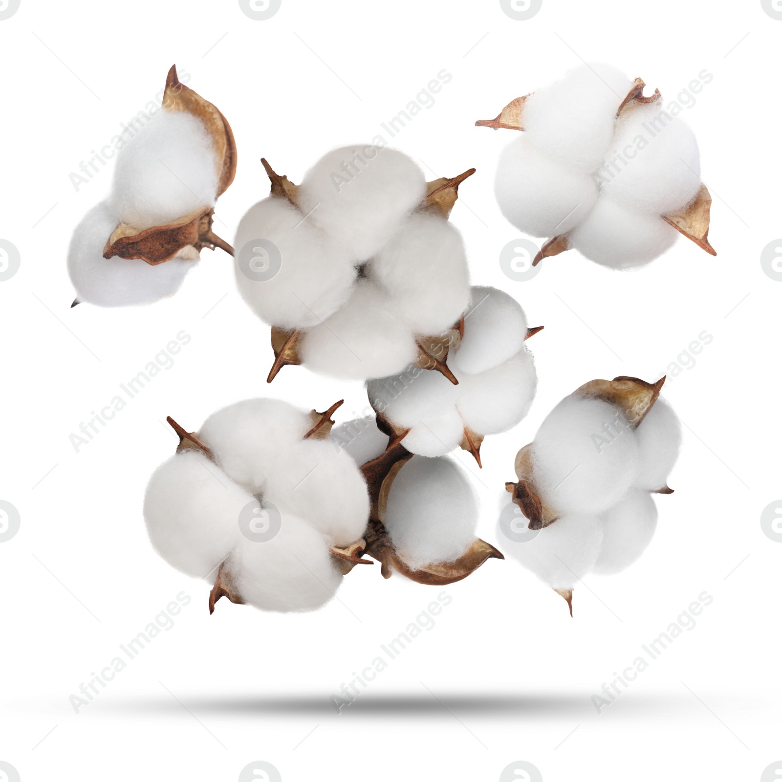 Image of Beautiful cotton flowers falling on white background