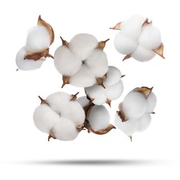 Image of Beautiful cotton flowers falling on white background