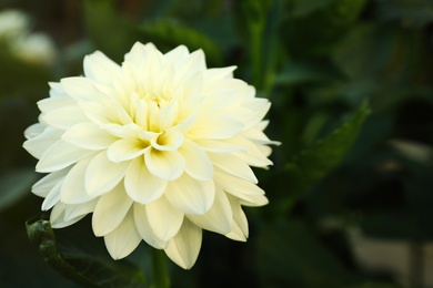 Photo of Beautiful blooming white dahlia flower in garden, closeup