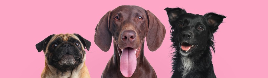 Image of Happy pets. Cute black dog smiling near German Shorthaired Pointer and Pug on pink background, banner design