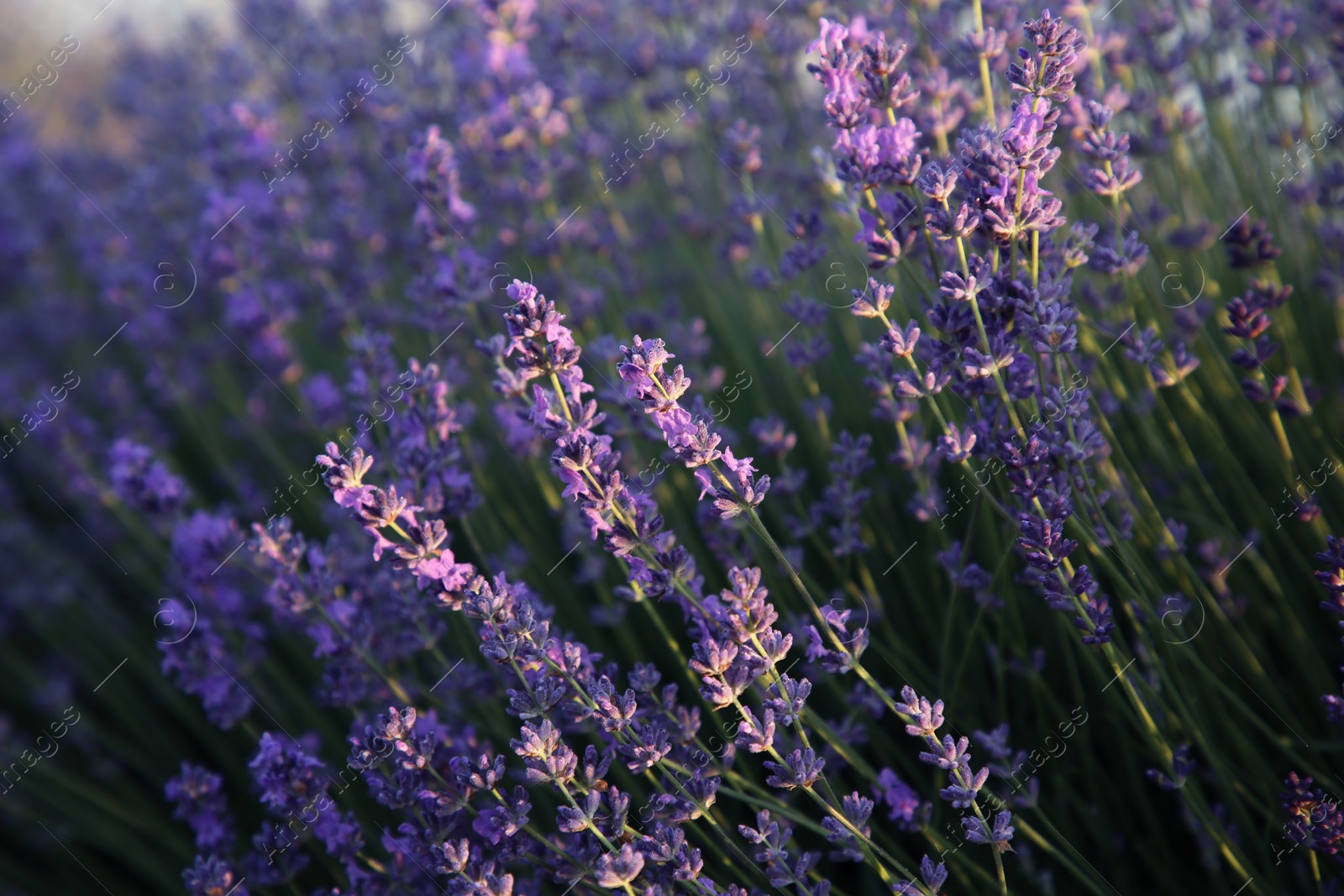 Photo of Beautiful blooming lavender growing in field, closeup