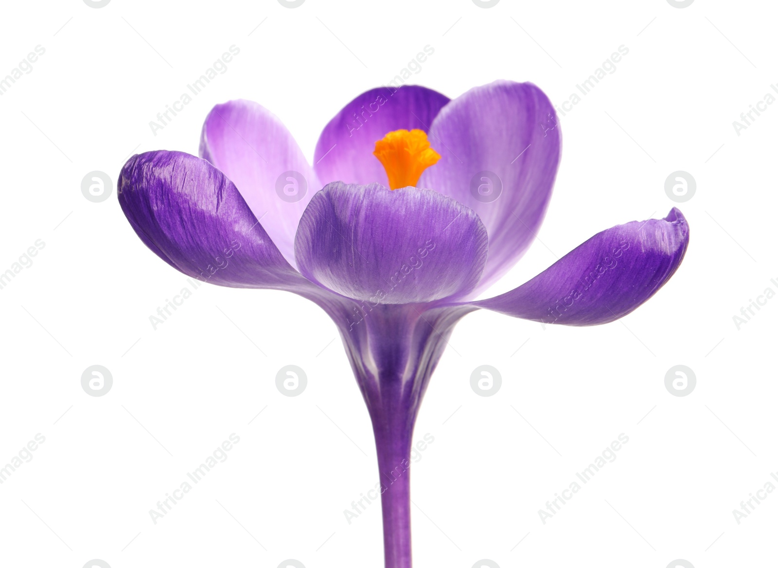 Photo of Beautiful spring crocus flower isolated on white