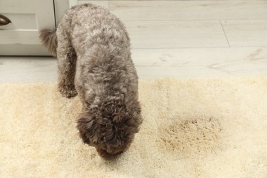 Cute dog sniffing wet spot on beige carpet at home