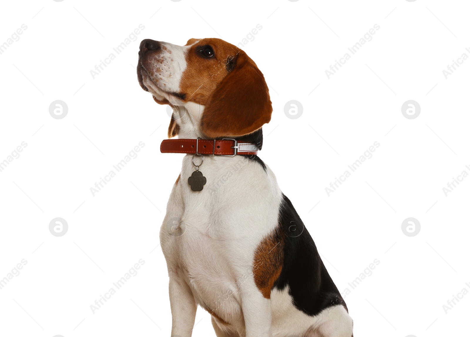 Photo of Adorable Beagle dog in stylish collar on white background