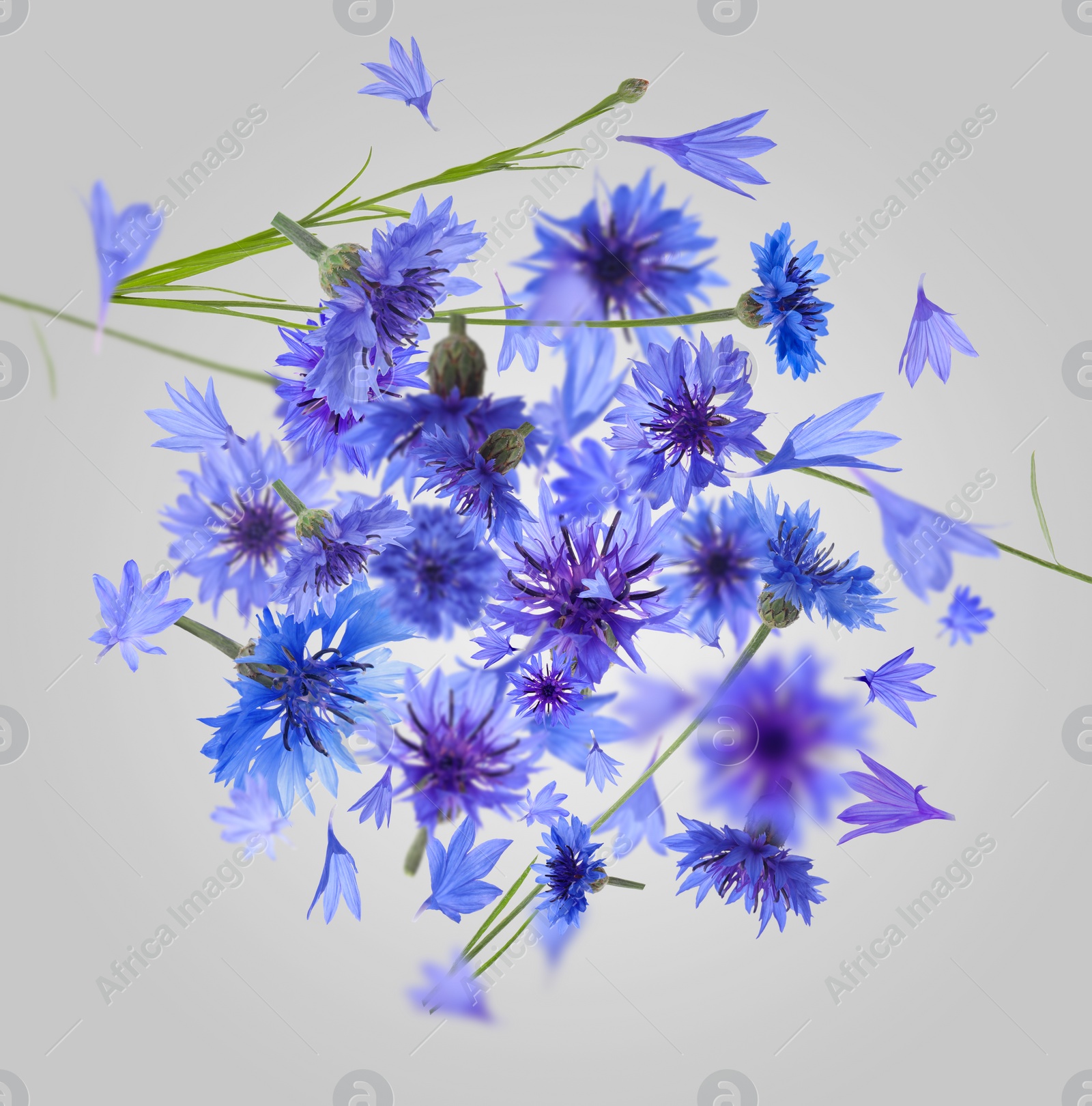 Image of Bright blue cornflowers in air on grey background