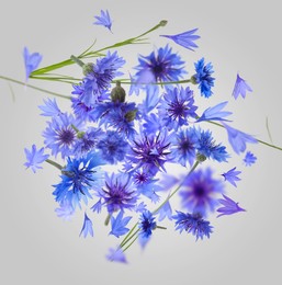 Bright blue cornflowers in air on grey background