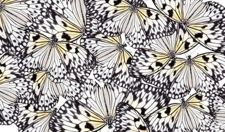 Image of Many beautiful rice paper butterflies on white background