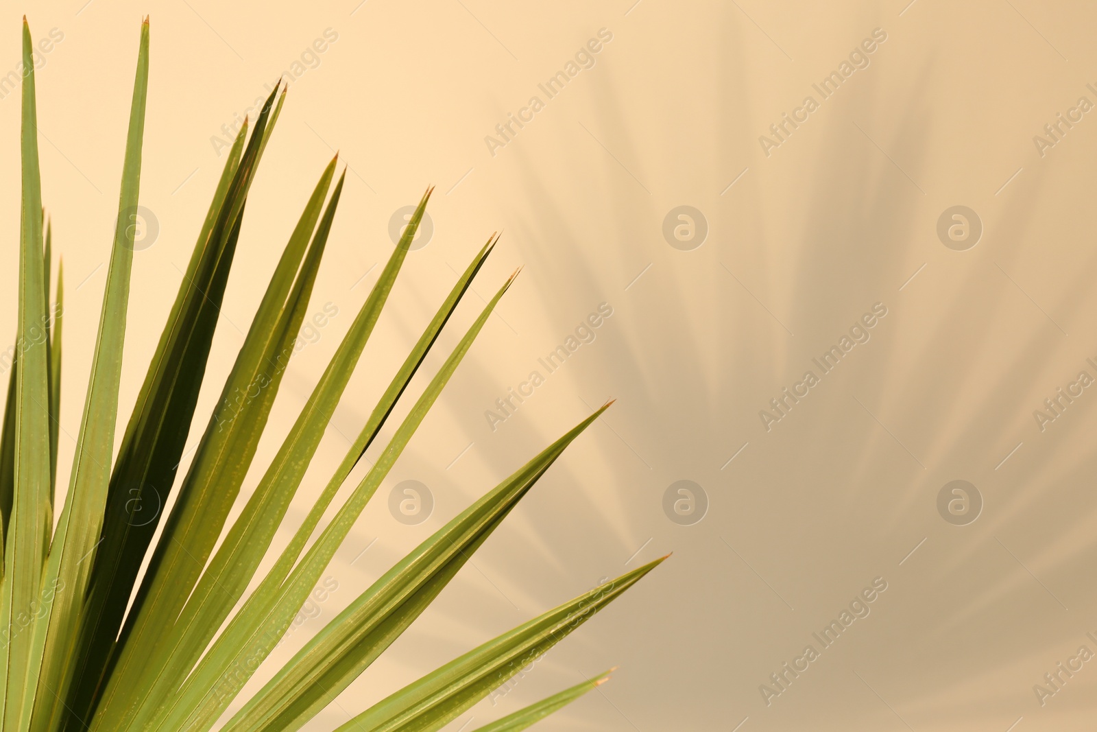 Photo of Tropical palm leaves casting shadow on beige background, closeup