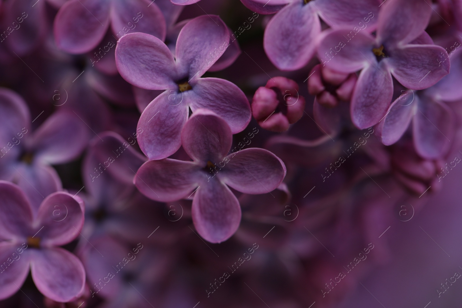 Photo of Closeup view of beautiful blossoming lilac as background