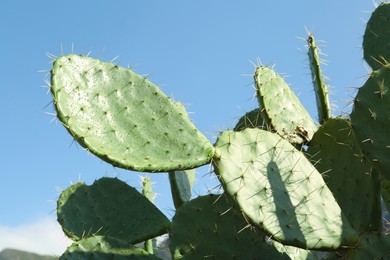 Beautiful view of cacti with thorns against blue sky, closeup