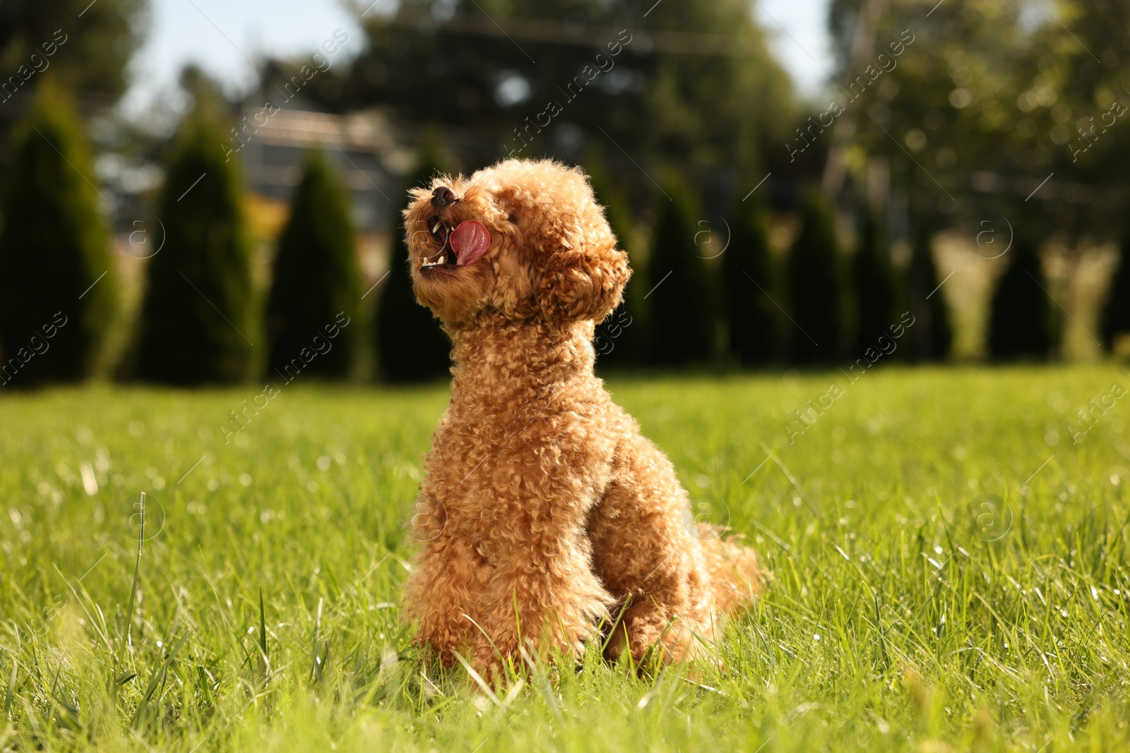 Photo of Cute Maltipoo dog on green lawn outdoors