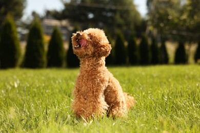 Cute Maltipoo dog on green lawn outdoors