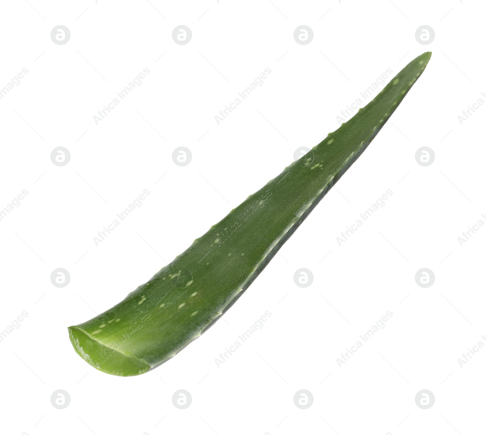 Photo of One aloe vera leaf isolated on white