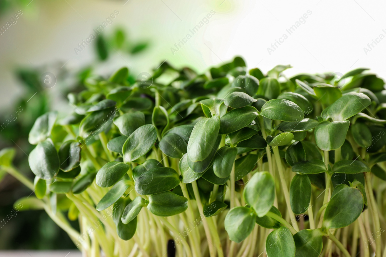 Photo of Leaves of fresh organic microgreen, closeup view