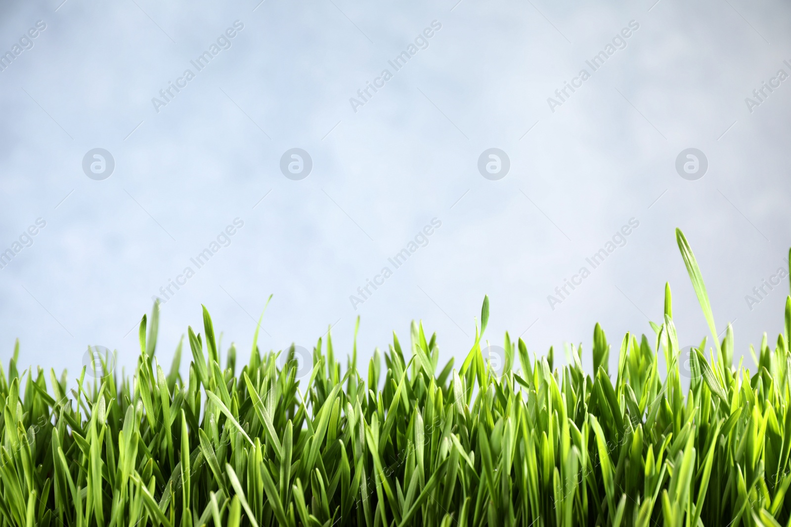 Photo of Fresh green grass on light background, space for text. Spring season